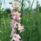 Pink Queen Larkspur