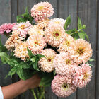 Ballerina Zinnias