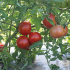 Unity Beefsteak Tomatoes