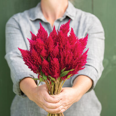 Sunday™ Cherry Celosia