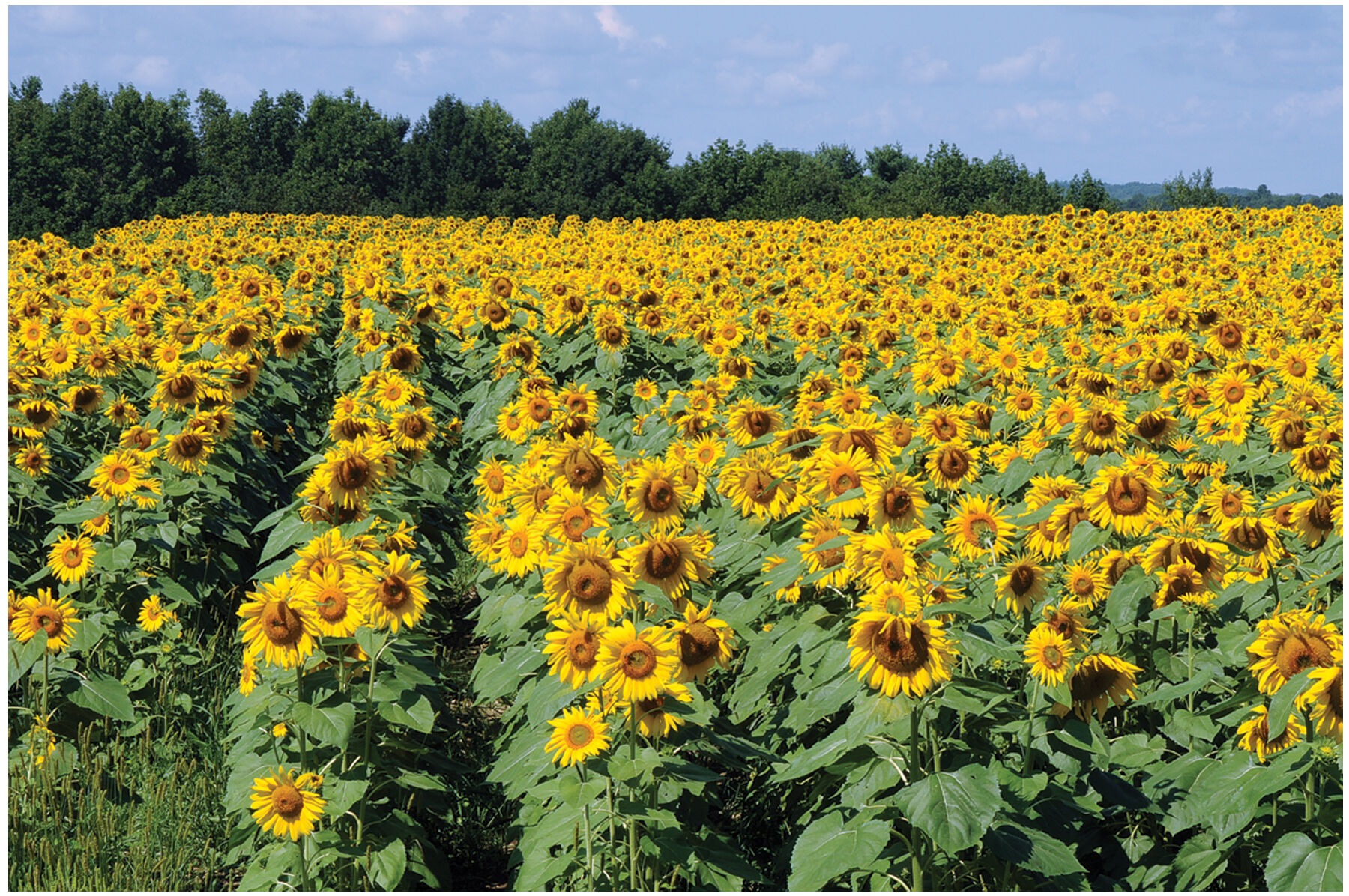 Royal Hybrid&reg; 1121 Sunflower Farm Seed