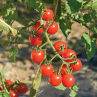 Jasper Cherry Tomatoes