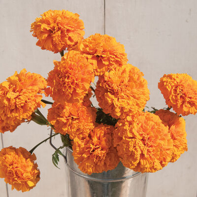 Giant Orange Marigold