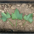 Covington Sweet Potatoes