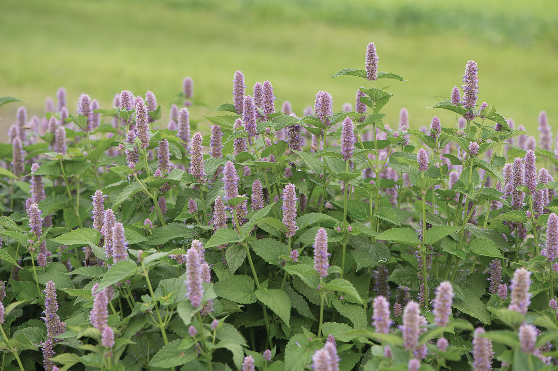 Anise Hyssop Anise Hyssop
