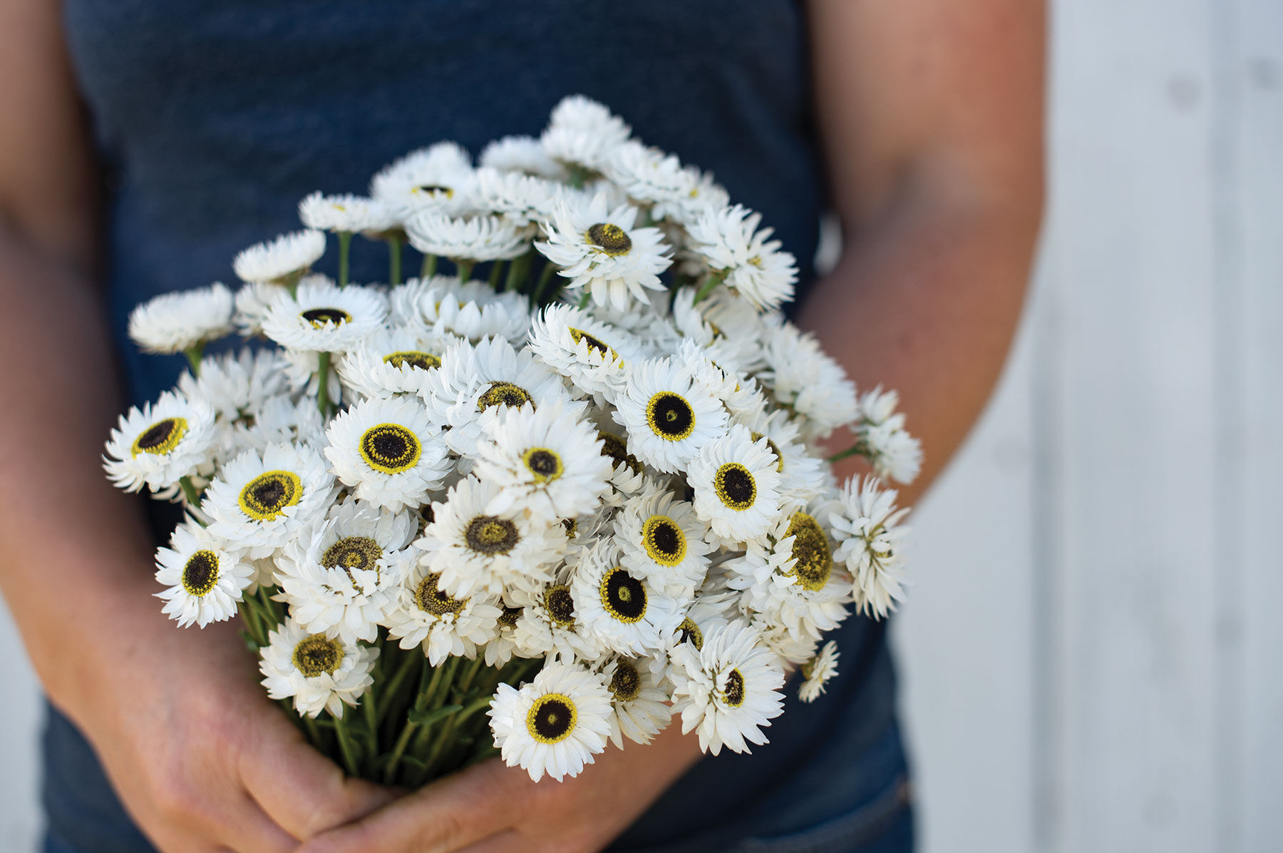 Pierrot White Helipterum (Paper Daisy)