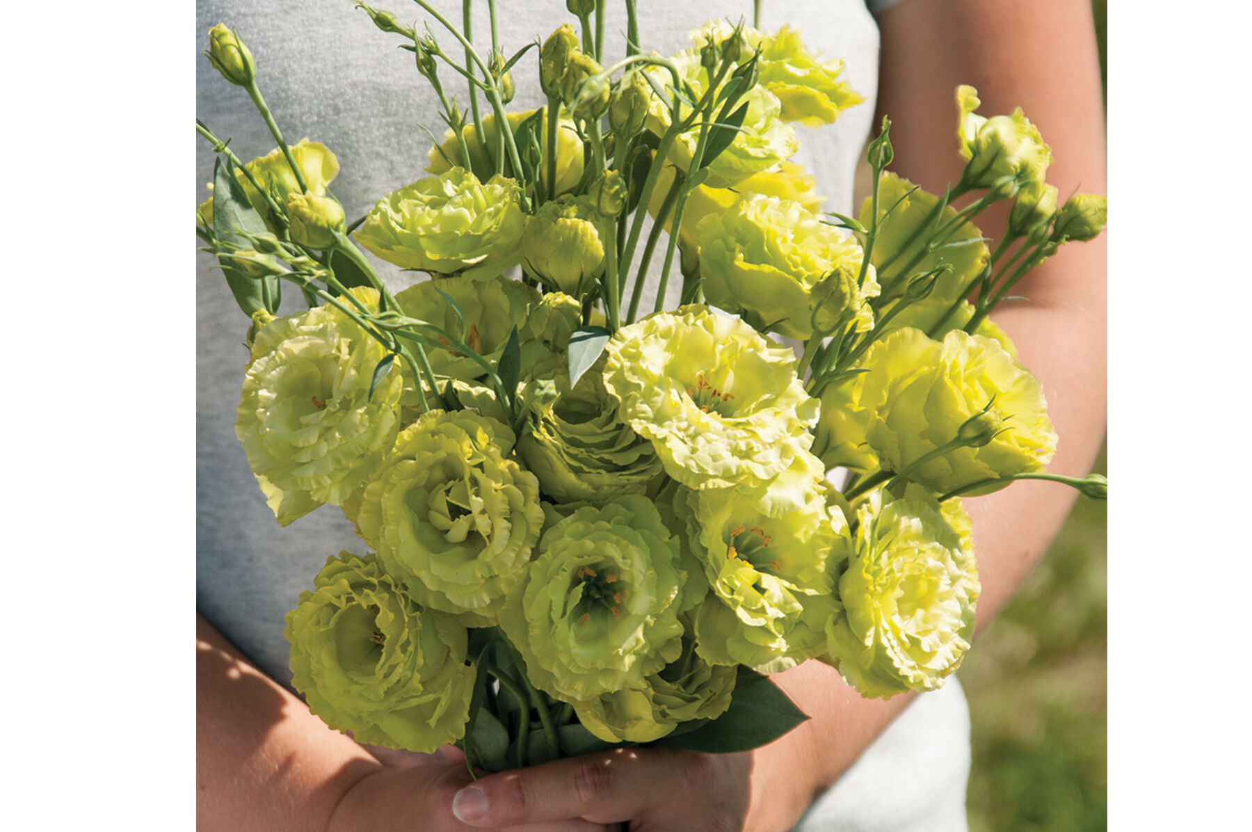 Rosanne Green Lisianthus