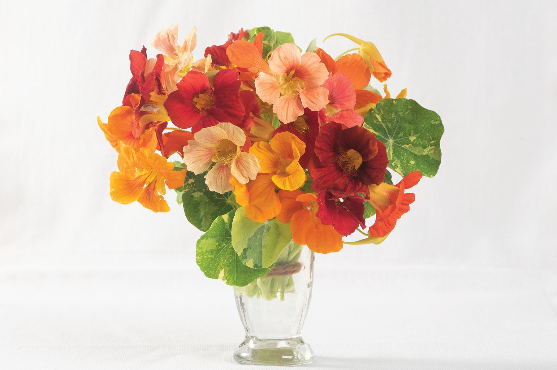 Alaska Mix Nasturtium