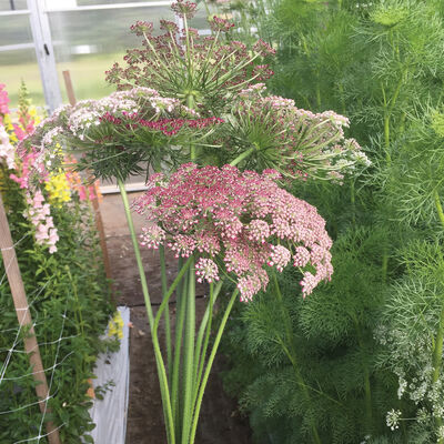 Purple Kisses Ammi (False Queen Anne's Lace)