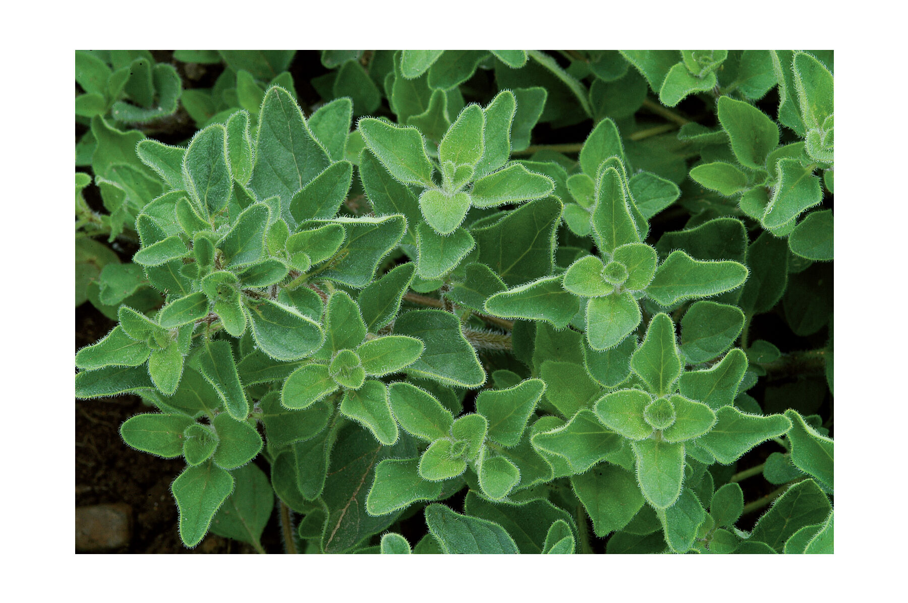 Greek Oregano Oregano