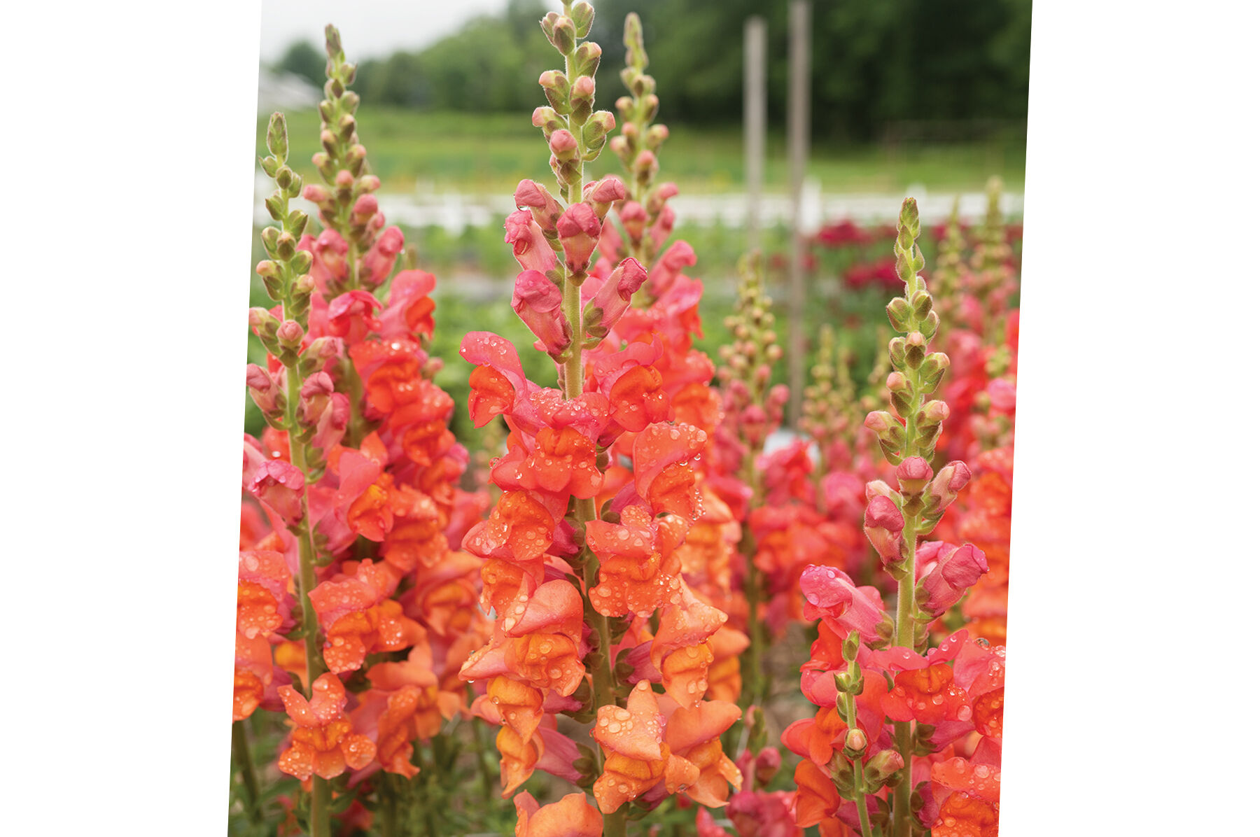 Monaco Orange Snapdragon