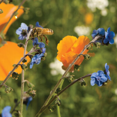 Bee Feed Mix Wildflower Mixes