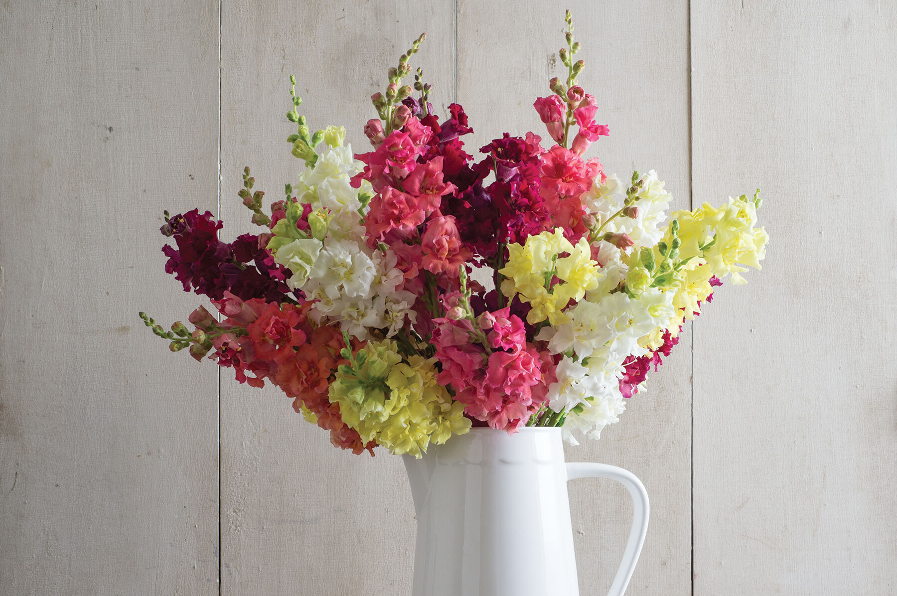 Madame Butterfly Mix Snapdragon