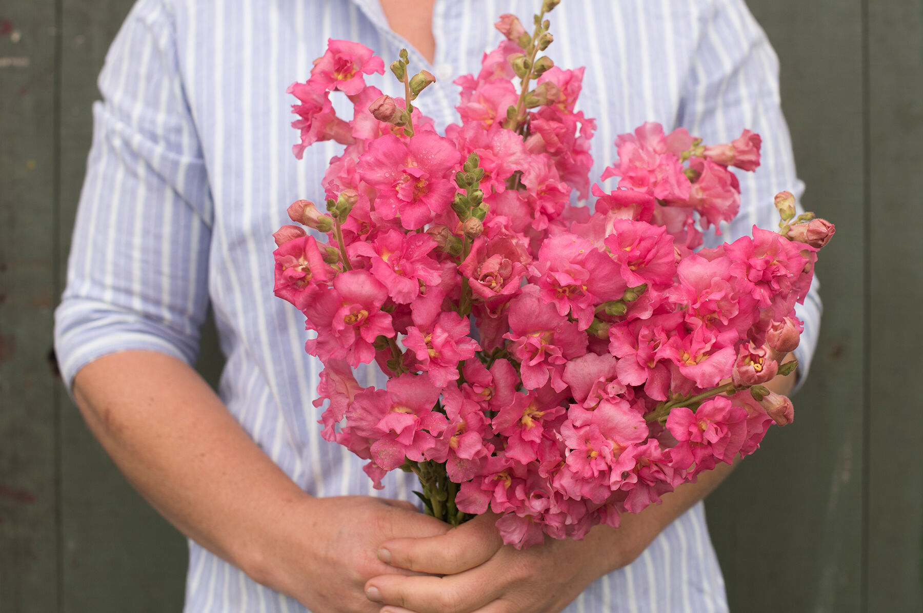 Madame Butterfly Rose Snapdragon
