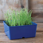 Leek Microgreen Vegetables