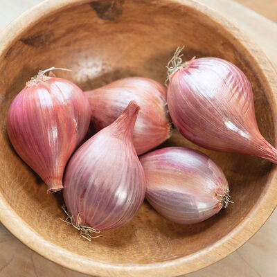 Ambition Shallots