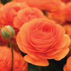 Romance&trade; Digne&reg; Ranunculus