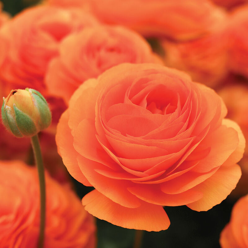Romance&trade; Digne&reg; Ranunculus