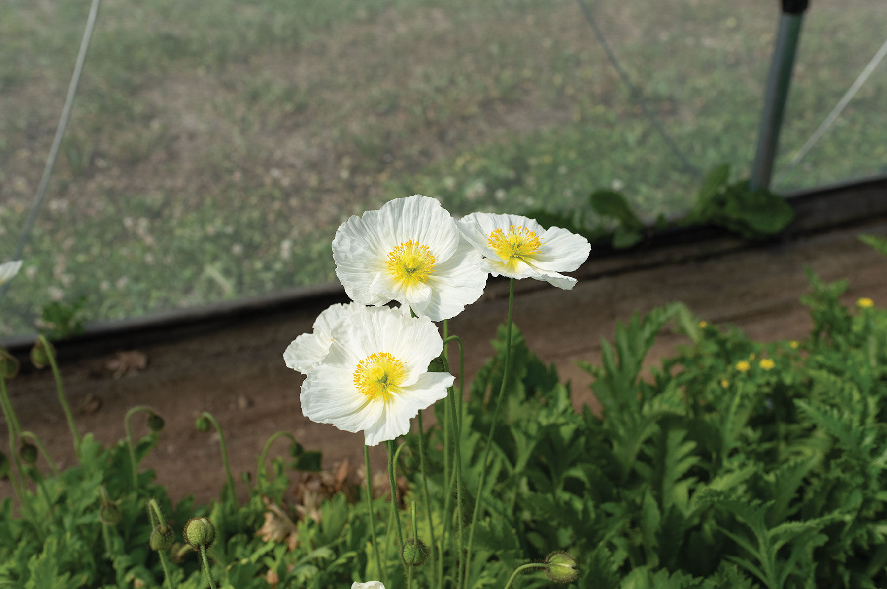 Champagne Bubbles White Poppy