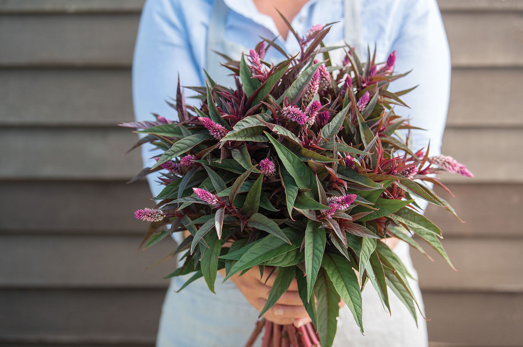 Flamingo Purple Celosia