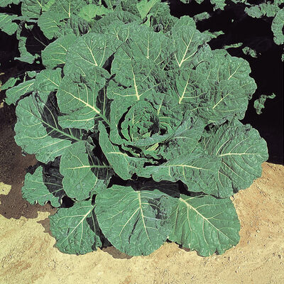 Hi-Crop Collards