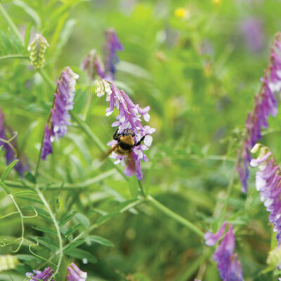 Hairy Vetch Vetch