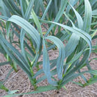 Appalachian Select Garlic