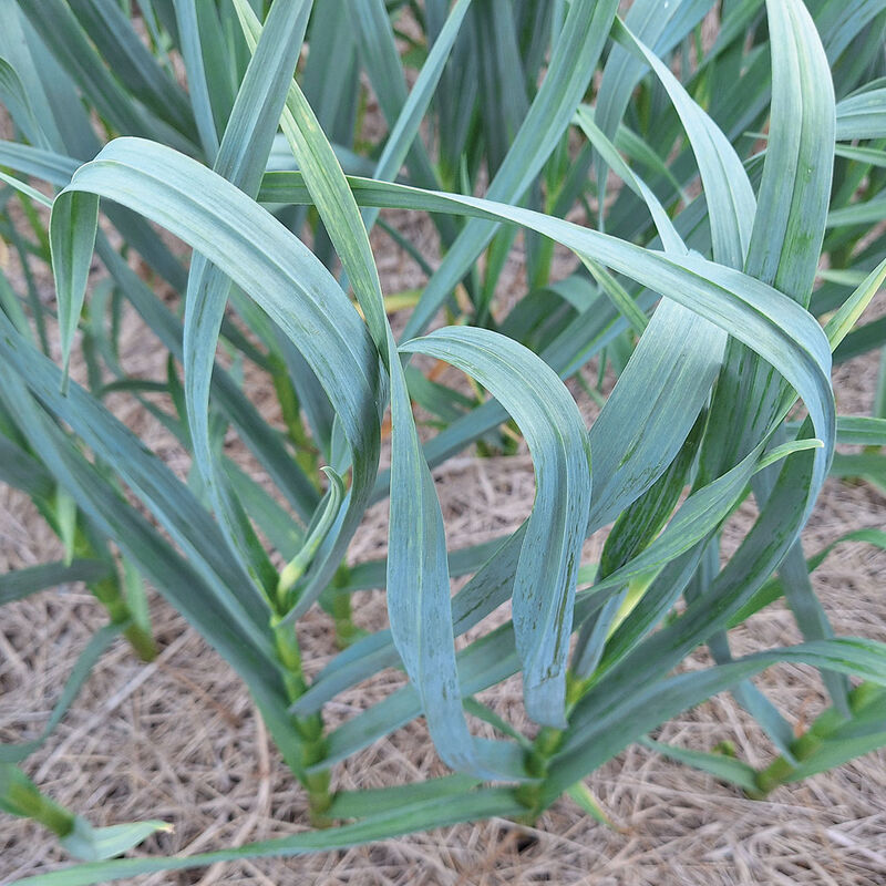 Appalachian Select Garlic