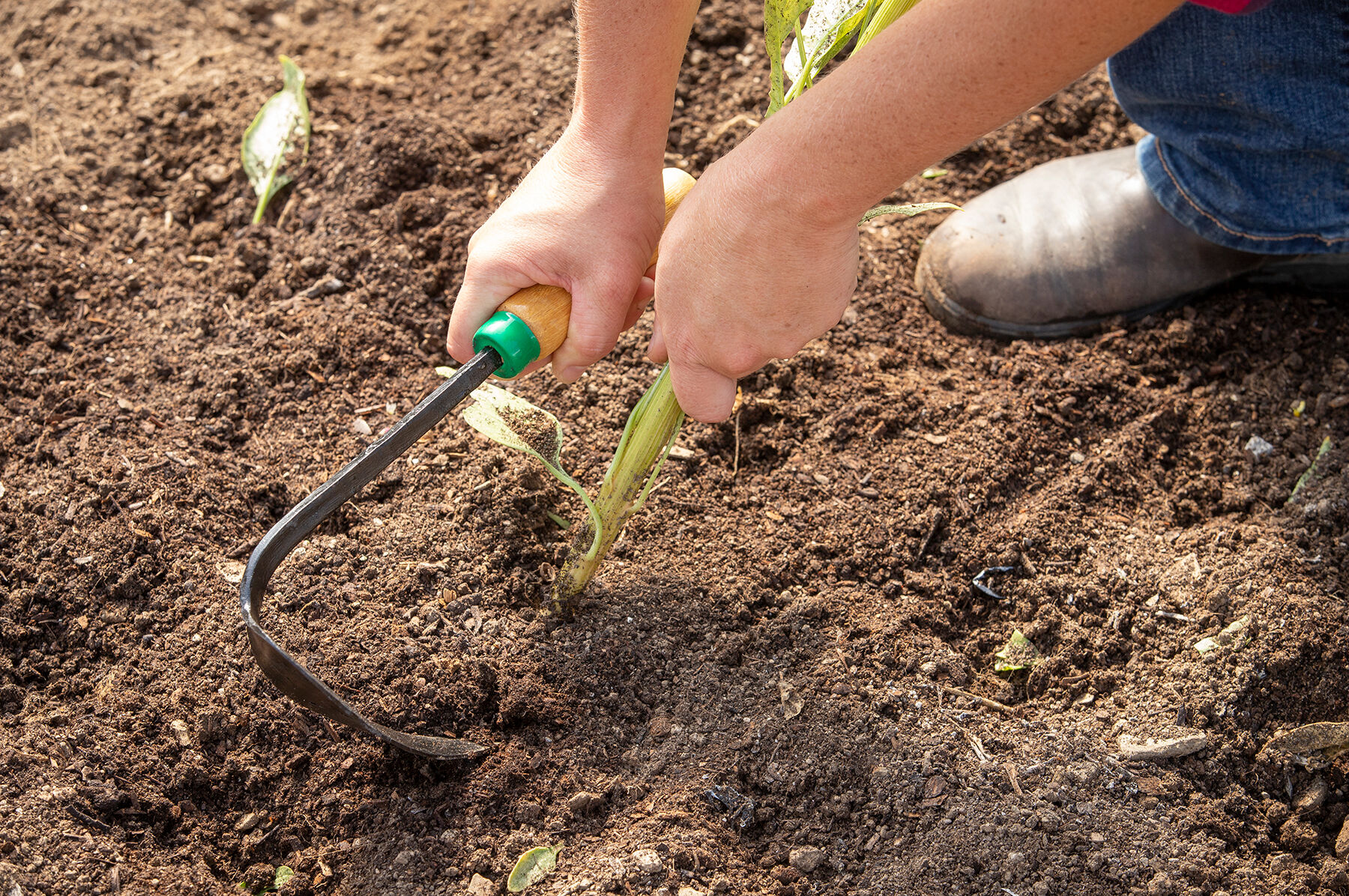 Ho-Mi EZ Digger Transplanters