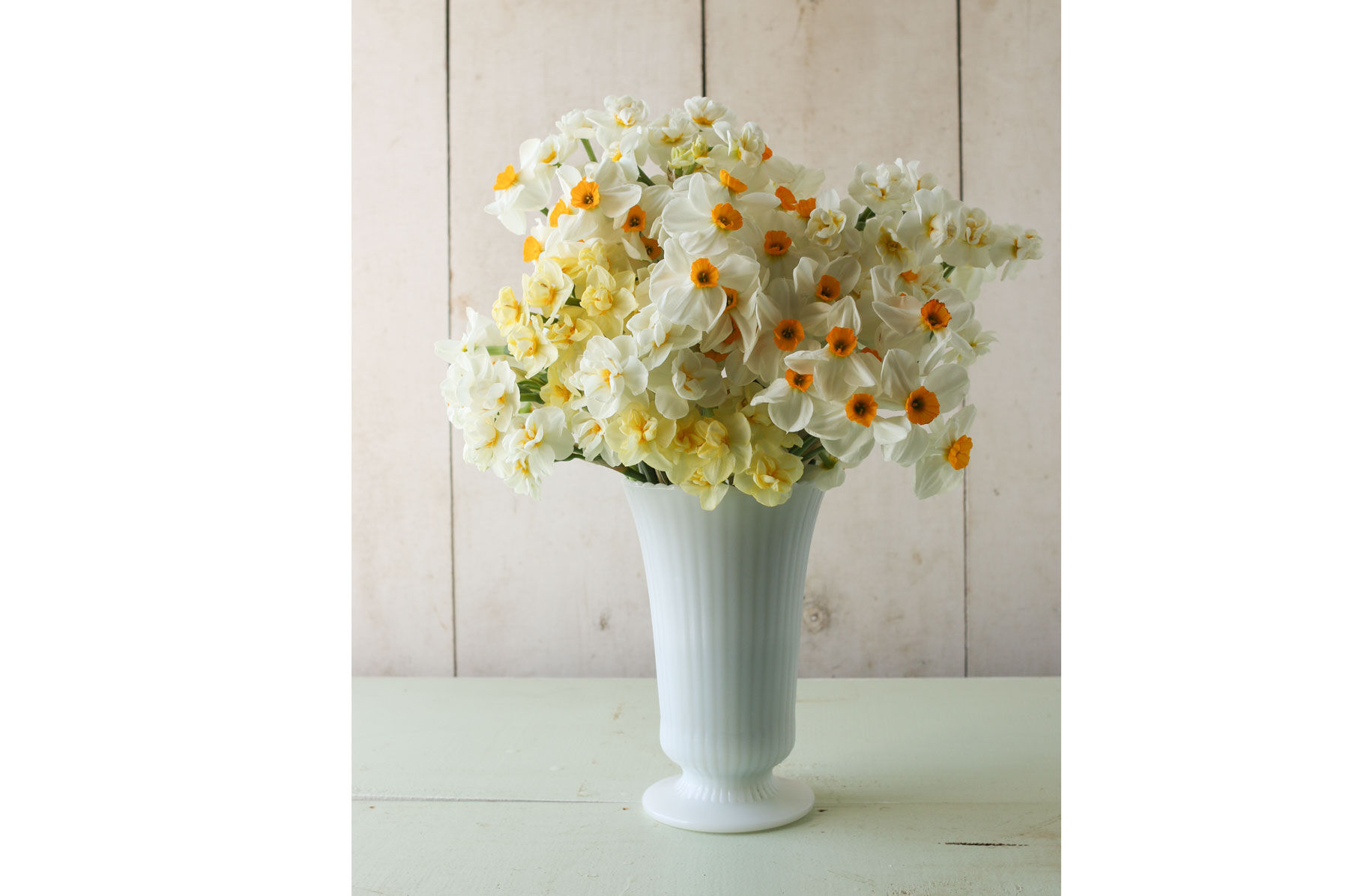 Late Narcissus Set Narcissus