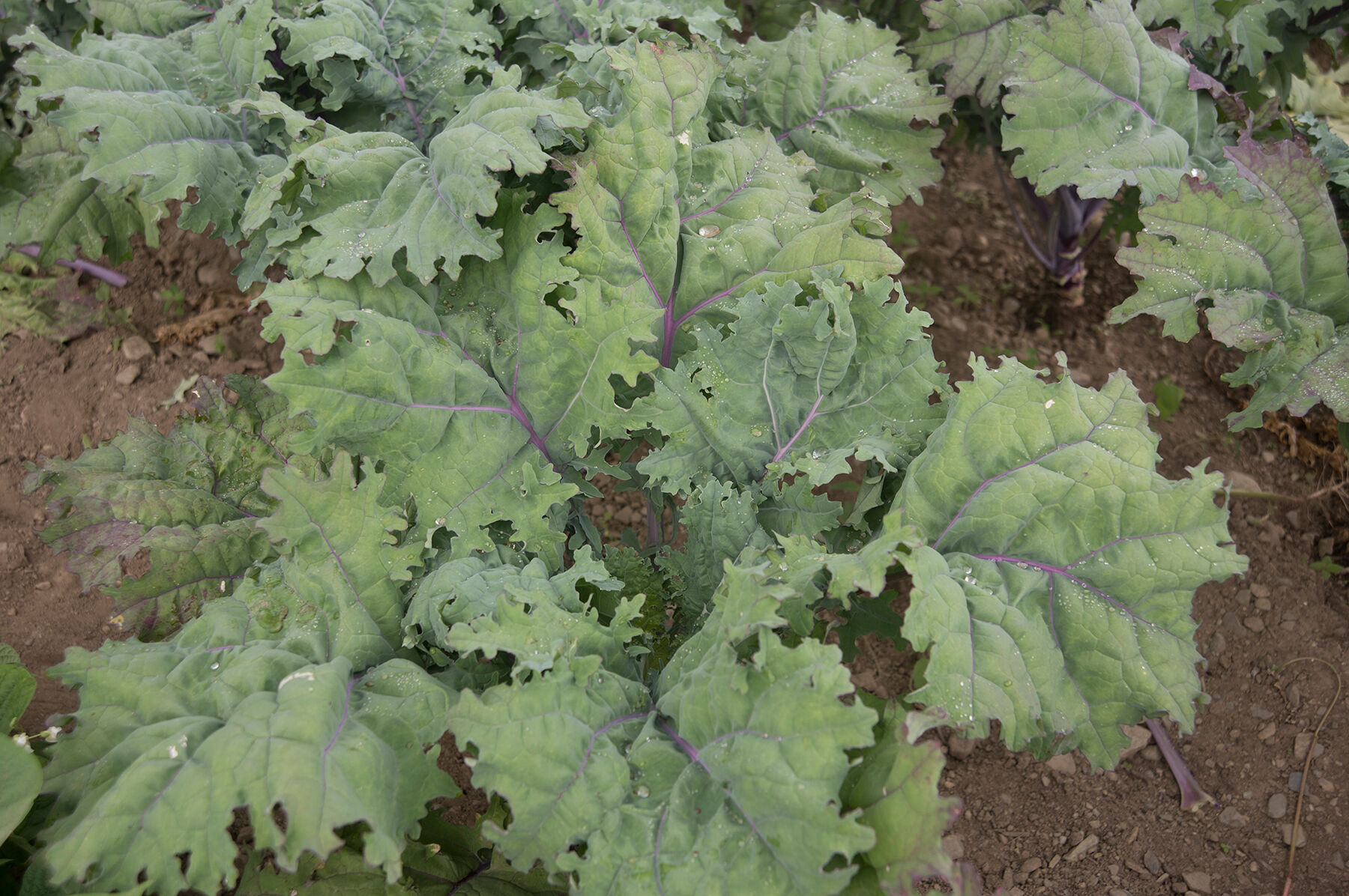 Red Russian Kale
