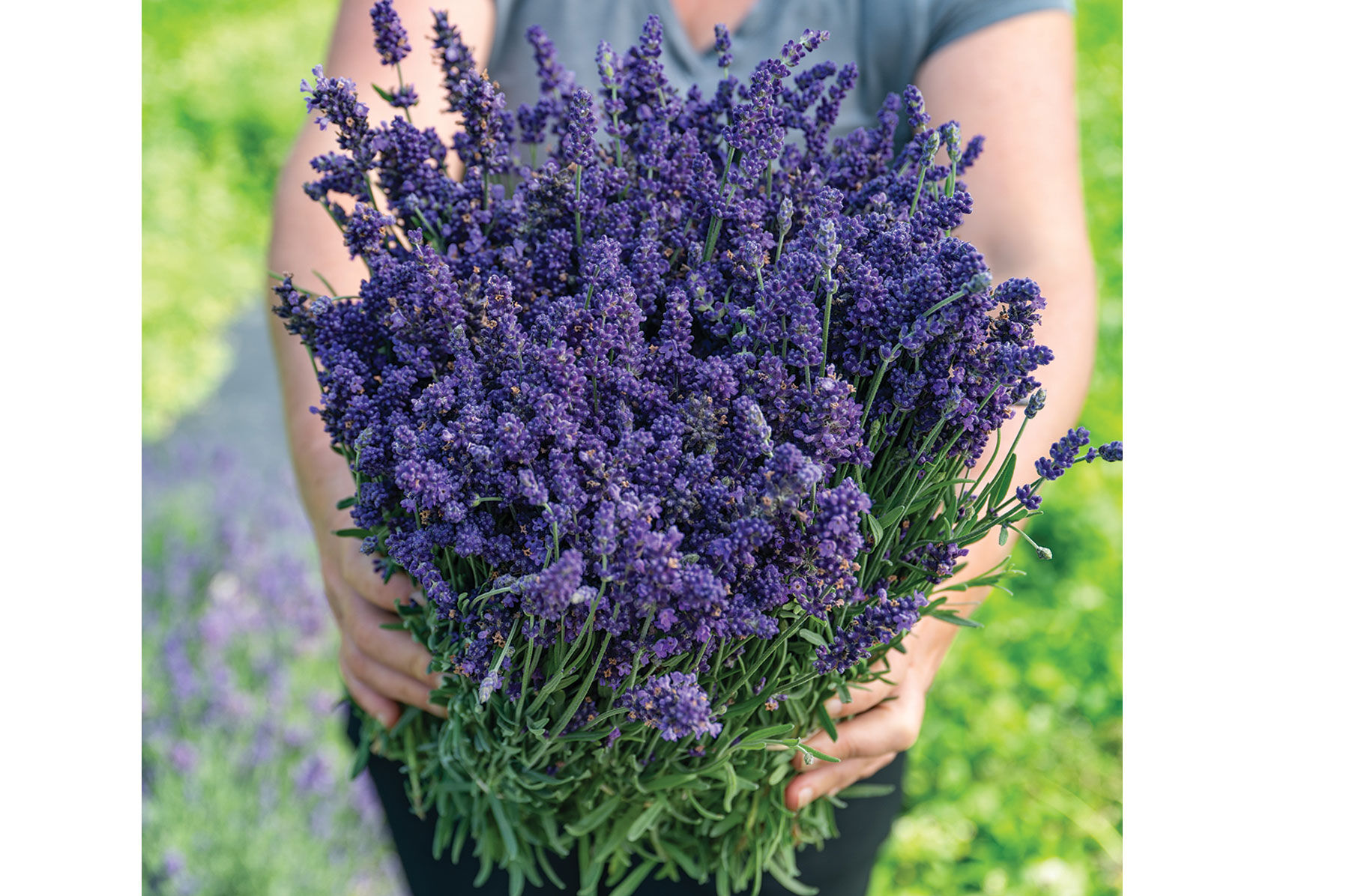 Ellagance Purple Lavender