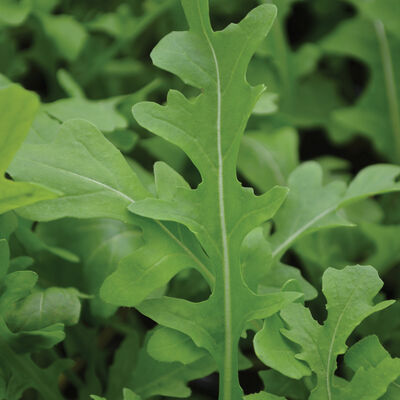 Uber Arugula (Roquette)
