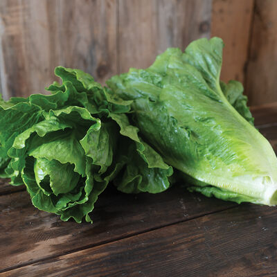 Chalupa Romaine Lettuce (Cos)