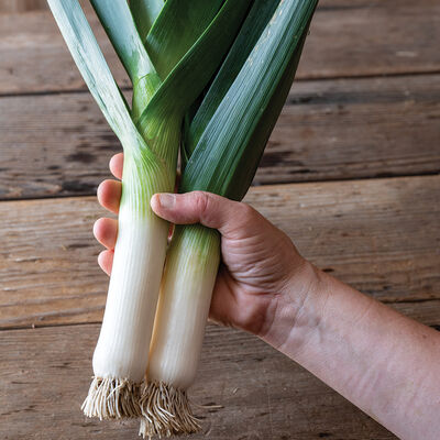 Oslo Leeks