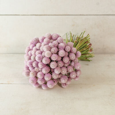 QIS™ Pink QIS™ Pink Gomphrena (Globe Amaranth)