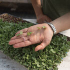 Radish, Hong Vit Microgreen Vegetables