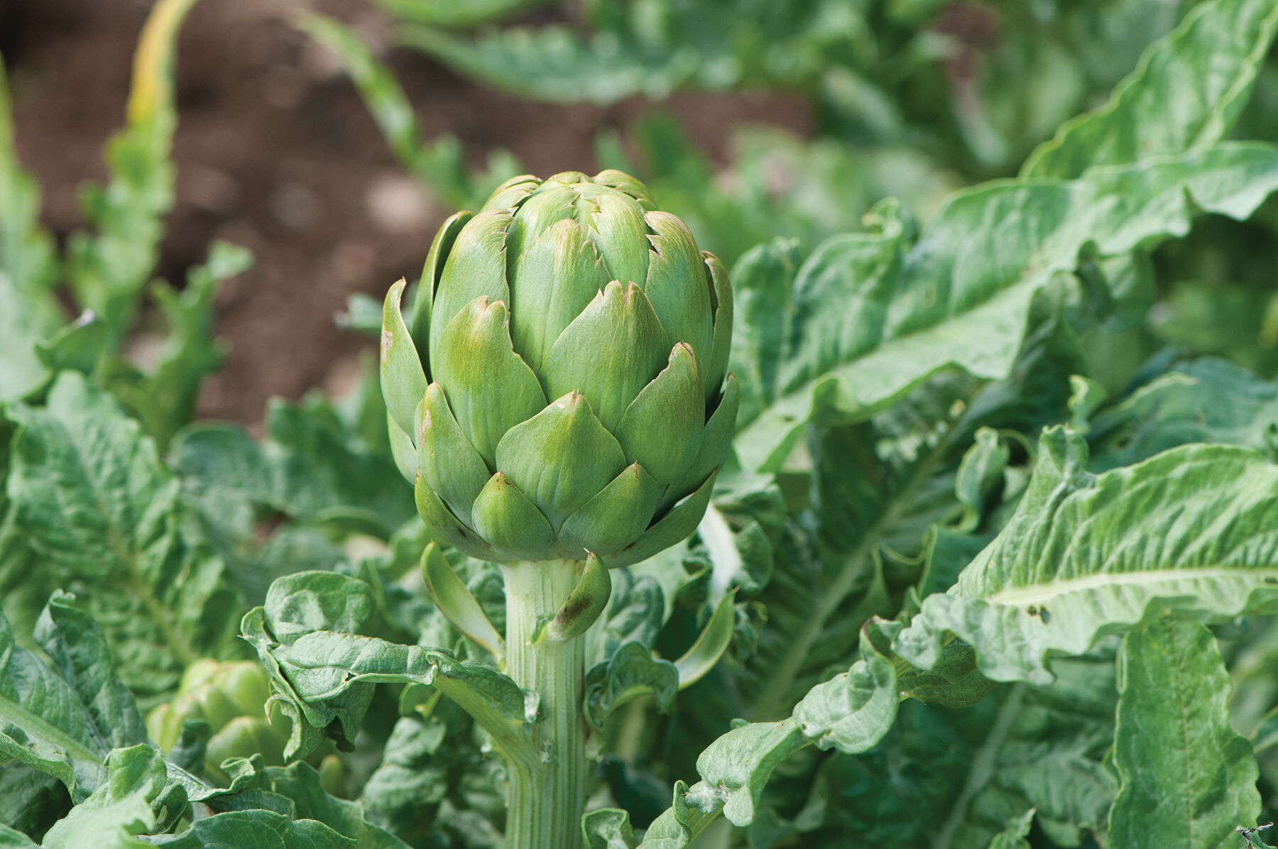 Imperial Star Artichokes