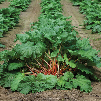MacDonald Rhubarb Crowns