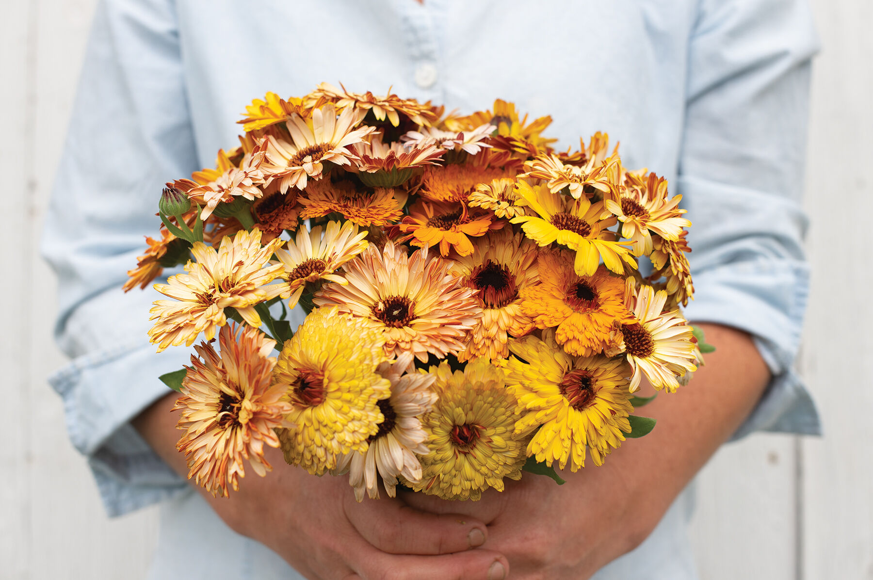 Flashback Mix Calendula