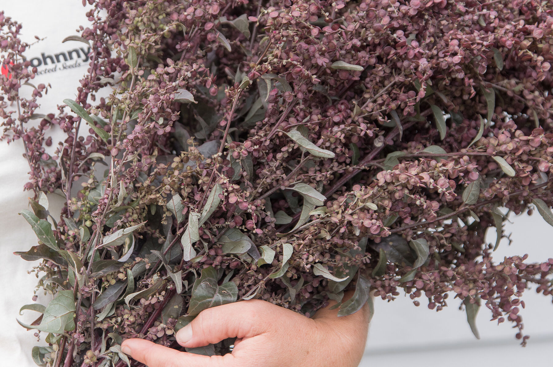 Copper Plume Atriplex