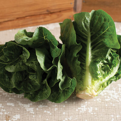 Monte Carlo Romaine Lettuce (Cos)