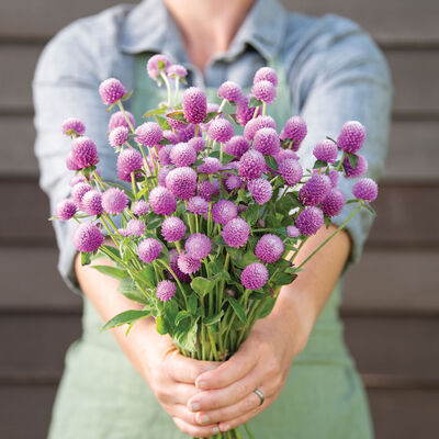 Audray Pink Gomphrena (Globe Amaranth)