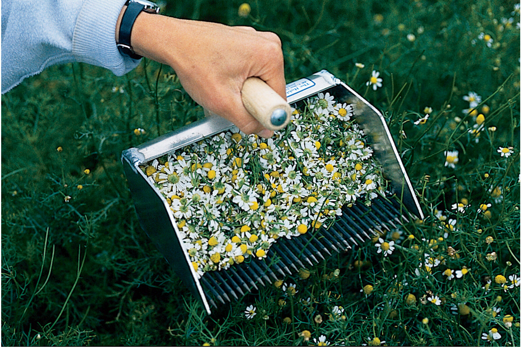 Chamomile Rake Harvesting Tools