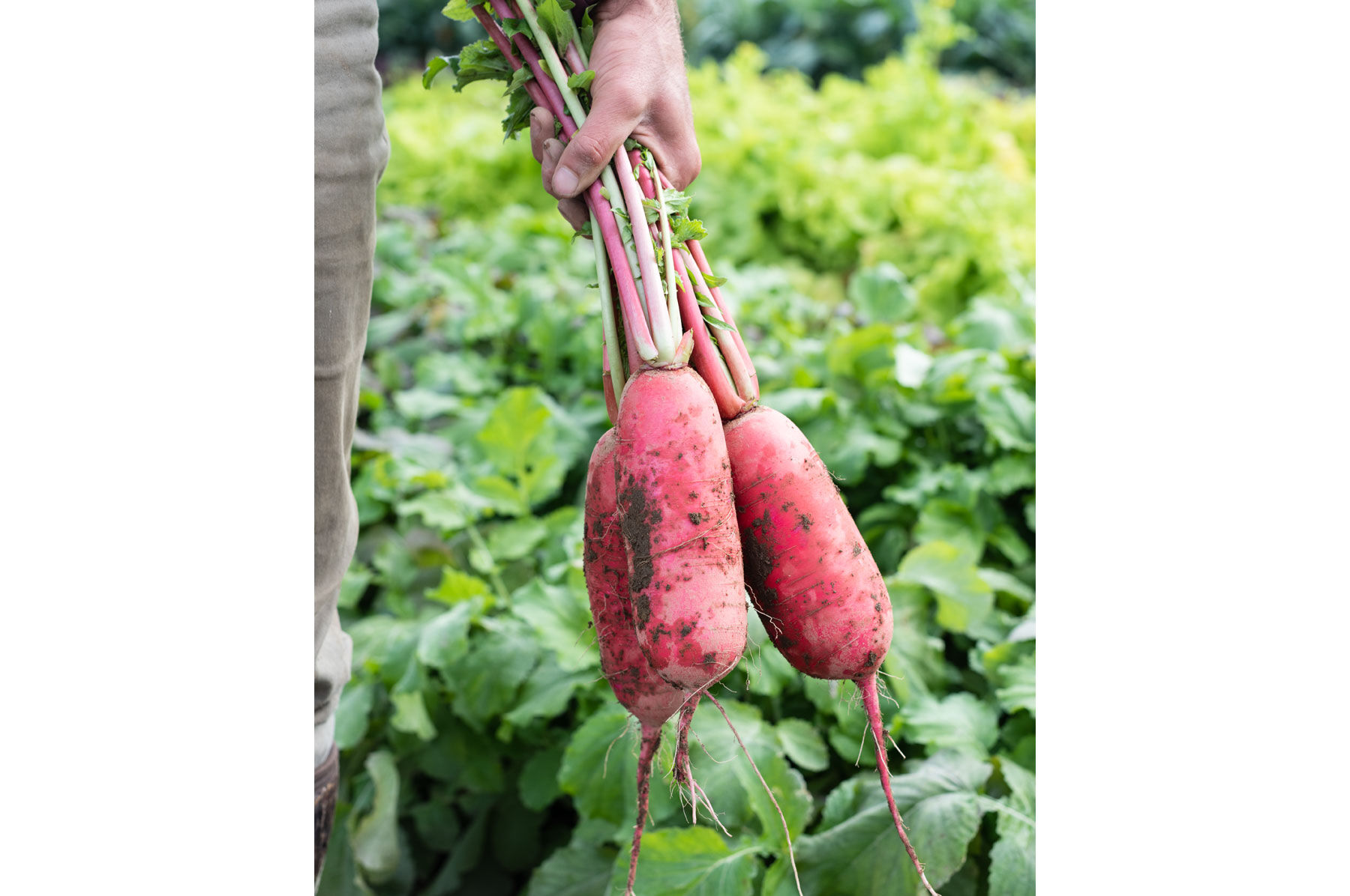 Red King 2 Daikon/Korean Radishes