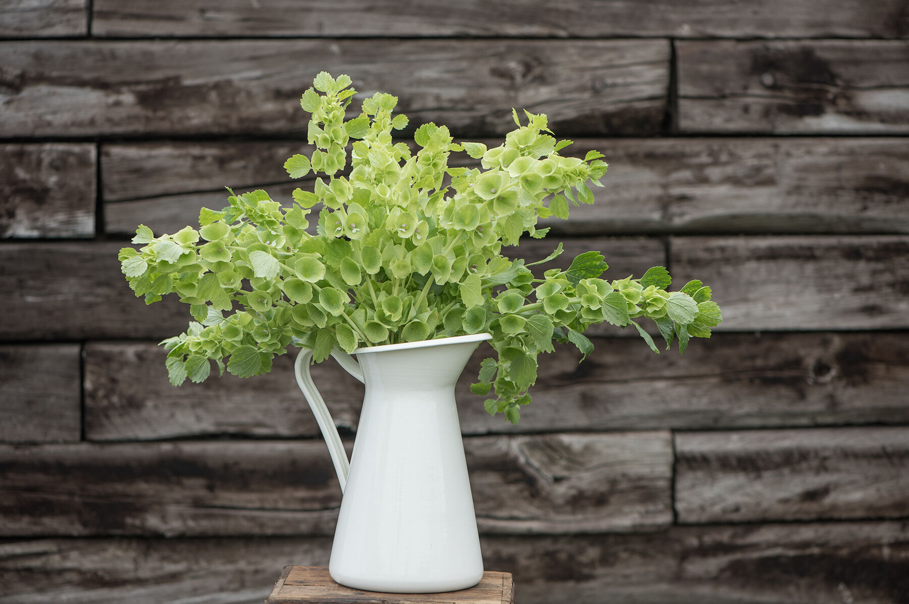 Bells of Ireland Bells of Ireland