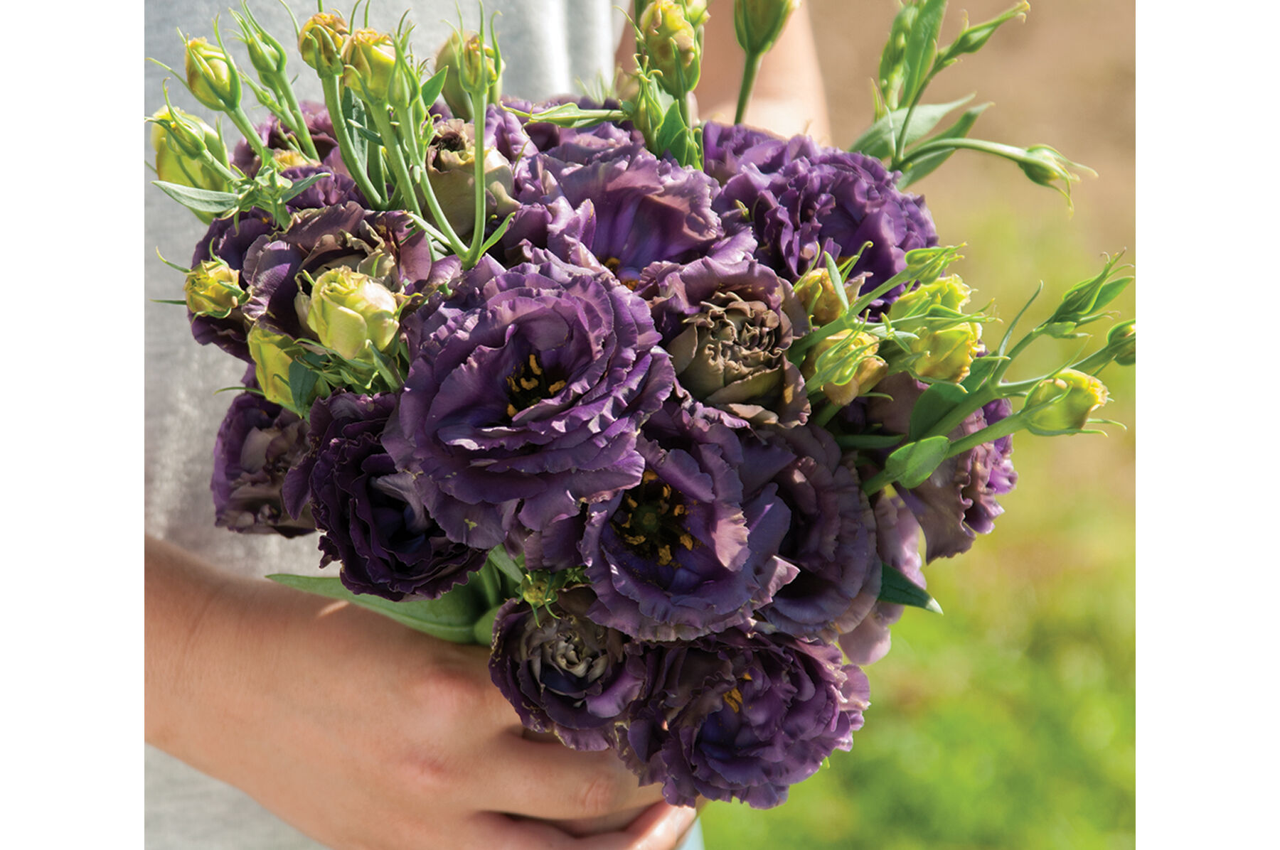 Rosanne Black Pearl Lisianthus