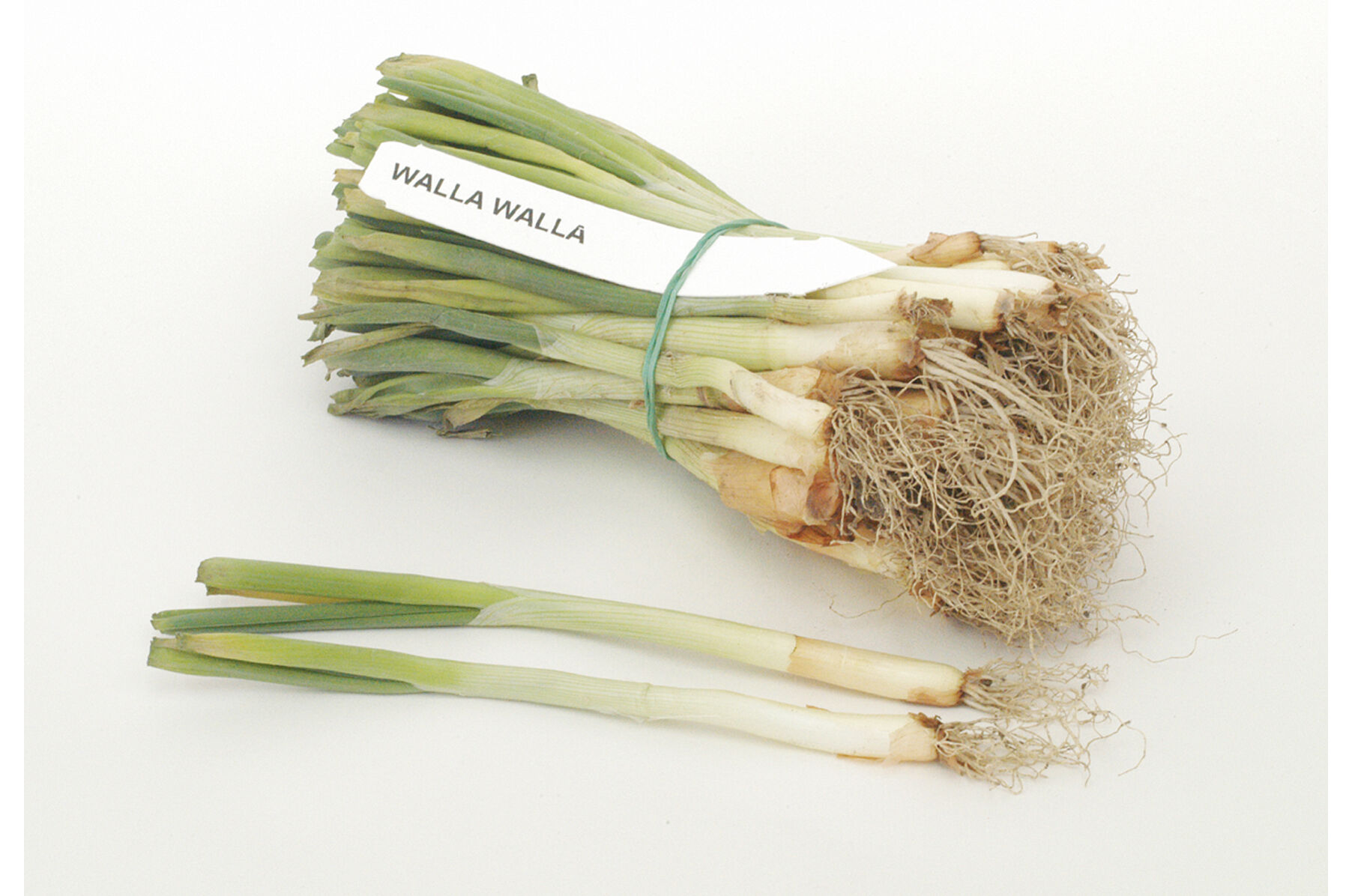 Walla Walla Onion Plants & Sets