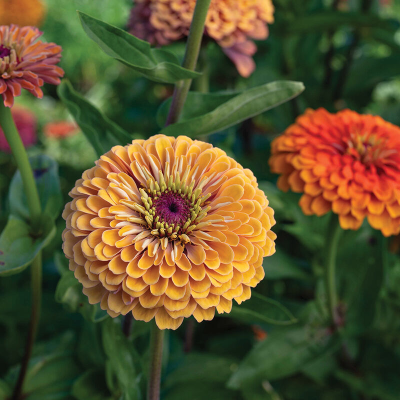 Aurora Zinnias