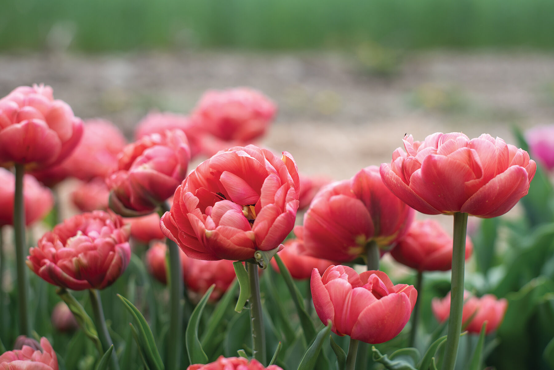 Copper Image Tulips